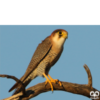 گونه شاهین سرحنایی Red-necked Falcon